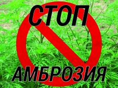 Памятка по борьбе с амброзией ПОЛЫННОЛИСТНОЙ.