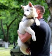 Краснодарская краевая выставка собак охотничьих пород.
