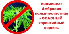 ВНИМАНИЕ – АМБРОЗИЯ ПОЛЫННОЛИСТНАЯ!