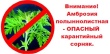 Южное межрегиональное управление Россельхознадзора призывает всех включиться в борьбу с амброзией полыннолистной