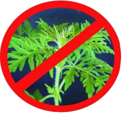 ВНИМАНИЕ – АМБРОЗИЯ ПОЛЫННОЛИСТНАЯ!