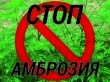 ВНИМАНИЕ – АМБРОЗИЯ ПОЛЫННОЛИСТНАЯ!