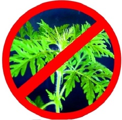 Проводятся мероприятия по мониторингу произрастания наркосодержащей растительности.